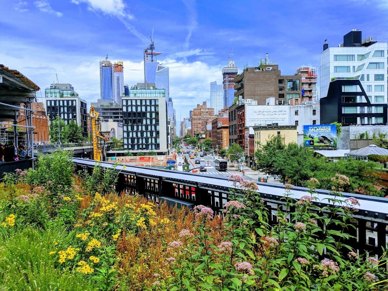Wildflowers on the High Line with the Hudson Yards skyline rising beyond